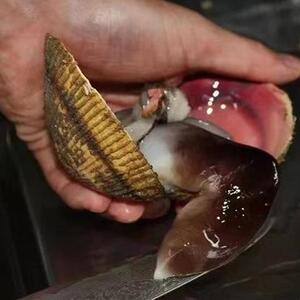 【4斤鸟贝肉】紫鸟贝海鲜生鲜紫鸟贝肉现剥紫鸟贝肉刺身海鲜