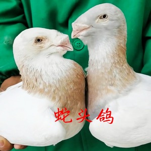 头型鸽蛇头鸽黄杠蛇头亮子蛇头宠物鸽子活物一对种鸽青年鸽包邮