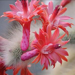 九尾狐多肉植物猴尾柱多肉花卉仙人球浓白毛盆栽软毛垂吊植物尾巴