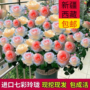 新疆西藏包邮稀有品种西域加洛斯大花四季浓香型玫瑰月季花苗盆栽
