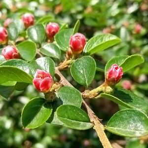 平枝荀子铺地蜈蚣小叶栒子红花旬子苗盆景匍匐灌木工程绿化苗木