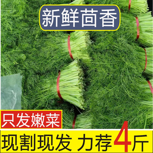 包邮小茴香菜新鲜现割4斤2斤蔬菜荤香茴香苗大茴香不带根包饺子