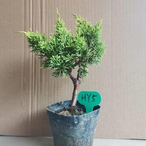 高档柏树黄黄金柏树系鱼川黄金鱼川真金柏黄柏盆景金真系柏黄金柏