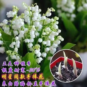 铃兰花种苗盆栽带芽客厅阳台庭院花卉室内易养活耐寒鲜花花卉大全