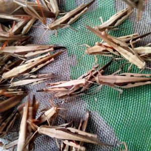 [虰蜢专卖]野生虰蜢活虫丁蜢花腿蚂蚱画眉专用虫鸟食草蜢活体提性