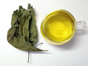 正宗南非叶干叶将军叶农家自晒干叶茶花卉室内小盆栽绿植树苗包邮