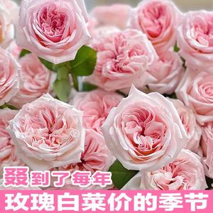 白菜价玫瑰花鲜花新鲜云南直发小香风混搭玫瑰花束室内水培