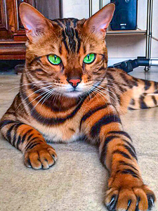 孟加拉豹猫纯种幼猫幼仔赛级虎纹猫咪活物宠物猫玩具虎猫活体绿眼