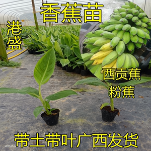 广西香蕉树苗西贡蕉苗矮化蕉金粉一号粉蕉苗南方种植果树带土发货