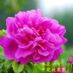 平阴玫瑰花苗直销丰花一号刺玫大马士革食用玫瑰花苗重瓣正宗盆栽