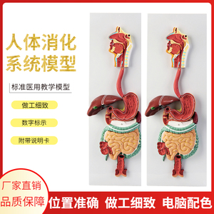 人体消化系统模型 消化道胃剖面 鼻咽喉 胃解剖模型肛肠科大小肠