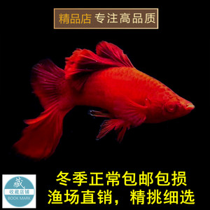 高鳍红箭鱼观赏鱼高鳍红剑鱼鱼苗淡水热带鱼狼牙帆菊花活体鱼饲料