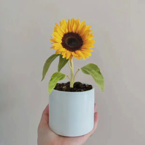 【葵瓜子种】葵瓜子种品牌,价格 - 阿里巴巴