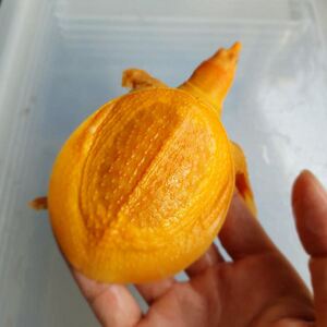 黄金甲鱼黄化黄金鳖苗珍珠鳖水鱼变异鳖变异王八甲鱼苗红眼白化鳖