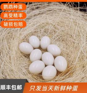 玄凤鹦鹉蛋受精可孵化黄化玄风种蛋大型鸟蛋可人工孵化虎皮受精蛋