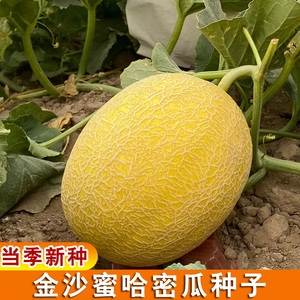 新疆哈密瓜种籽金沙蜜黄甜瓜种孑春秋四季阳台香瓜甜瓜水果种子