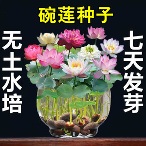 四季开花盆栽碗莲种子水培植物睡莲荷花种子水生水养室内绿植花卉