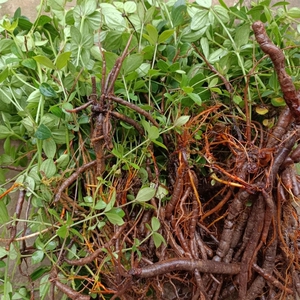 云南特色小红参新鲜云南小红参特产紫参野生小红参苗老根