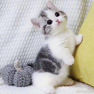 纯种美国短毛猫美短猫起司加白矮脚短腿标斑拿破仑虎斑小猫咪活物