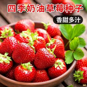 四季奶油草莓种子种苗耐寒盆栽草莓籽庭院阳台种植多年生水果种子