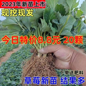 四季奶油草莓苗大果新品种章姬隋珠盆栽脱毒草莓秧苗当年结果新苗