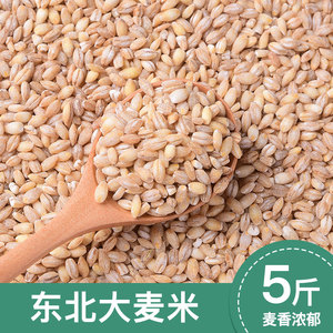 东北大麦米新米农家自种粗粮糙米饭五谷杂粮脱皮大麦仁米5斤
