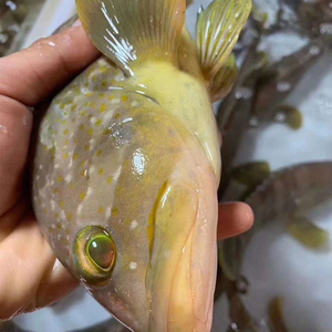 珍珠海鲜-/东山岛斑鱼龙胆石斑鱼海鲜水产鱼2斑冰鲜1条鲜活虎斤