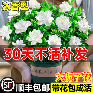 栀子花盆栽带花苞四季开花室内桌面绿植大叶老桩浓香好养水培植物