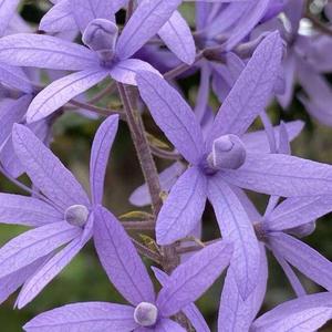 高档大叶蓝藤绿植长藤绿萝室花外植物院紫庭花藤紫色超长花园青许