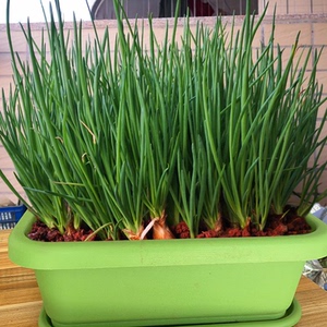 四季小香葱种子盆栽葱种红葱头小葱种籽香葱苗火葱阳台种苗蔬菜孑