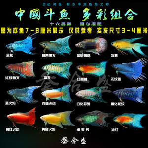 中国斗鱼活体活鱼冷水淡水小型观赏鱼好养耐养普叉无纹蓝白化蓝红