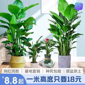 天堂鸟盆栽室内大型植物鹤望兰客厅办公室花卉网红绿植天堂鸟花苗