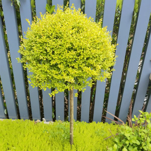 亮晶女贞棒棒糖造型树庭院花川滇蜡树蓝冰柏柠檬之光四季常青植物