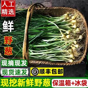 四川达州新鲜现挖野葱野蒜小根蒜野胡葱薤白香葱野菜小葱野山葱