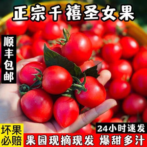 广西圣女果小番茄5斤现摘新鲜当季水果爆甜千禧樱桃整箱批发3斤