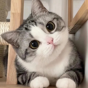 曼基康矮脚猫美短起司短腿猫英短蓝白猫宠物猫拿破仑猫咪活物幼崽