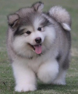 纯种阿拉斯加犬幼犬巨型灰桃红棕阿拉斯加雪橇犬家养宠物狗狗活体