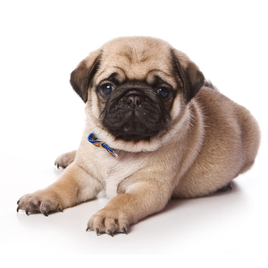 纯种巴哥犬幼犬哈巴狗短毛犬可爱小型八哥犬家庭养活体憨厚宠物狗