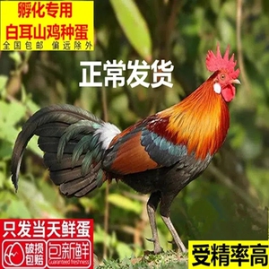 海南白耳原鸡种蛋