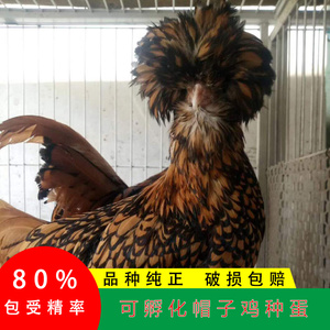 纯种红色波兰帽子鸡种蛋受精蛋白头翁观赏鸡宠物鸡受精种蛋可孵化
