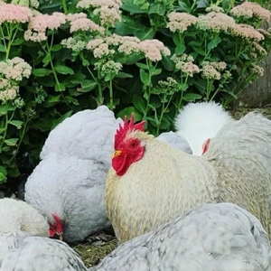 熏薰衣草鸡种蛋白绣球鸡科钦球鸡翻毛鸡特种观赏鸡受精种蛋可孵化
