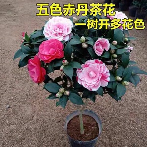 四季茶花盆栽老桩绿植室内室外盆景开花植物花卉茶梅树耐寒庭院