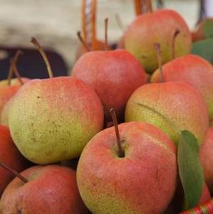 北京平谷 新鲜红肖梨 红梨 沙梨 甜梨 可煮红梨水 5斤装