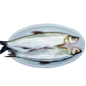 杭州千岛湖翘嘴白条活鱼现杀生态大白鱼刁子鱼生鲜水产冰鲜浙江