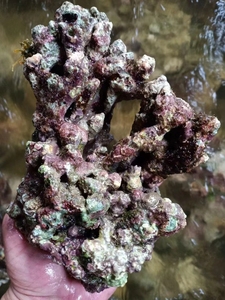 免爆藻活石 新鲜高钙深海片状海水过滤鱼缸珊瑚缸 已爆藻带菌开缸