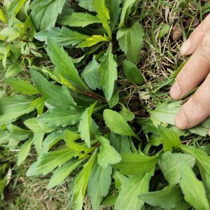 虞氏新鲜蔬果淘宝新鲜红梗苗甜菜苗可食用芽苗菜酒店花草摆盘装饰