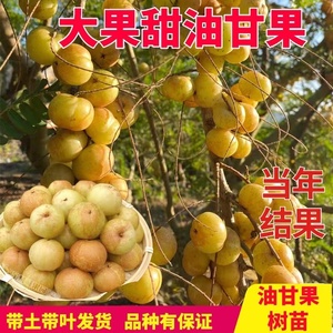 油甘果苗嫁接甜油甘崩坎甜油甘苗柿饼甜油甘树苗双季油甘四季结果