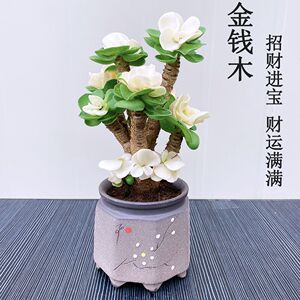 寓意好的盆栽金钱木老桩多肉植物盆栽室内绿植花卉客厅桌面防辐射