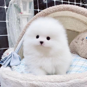 小伙伴home淘宝狗活幼体活物茶杯犬幼犬宠物狗柯基