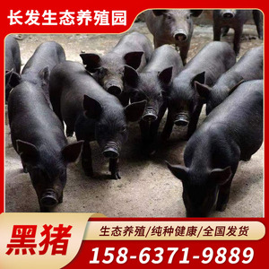 成年大型黑猪种猪活物小猪仔活苗高产怀孕母猪纯种黑猪活猪出售